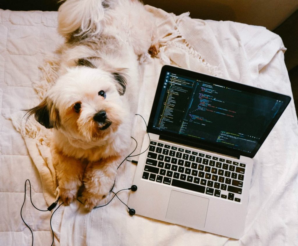 Dog beside a laptop on a bed How do you get Google to notice you
