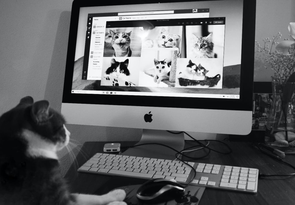 Cat looking at cats on a screen - Why a decrease in inquiries isn't always a bad thing